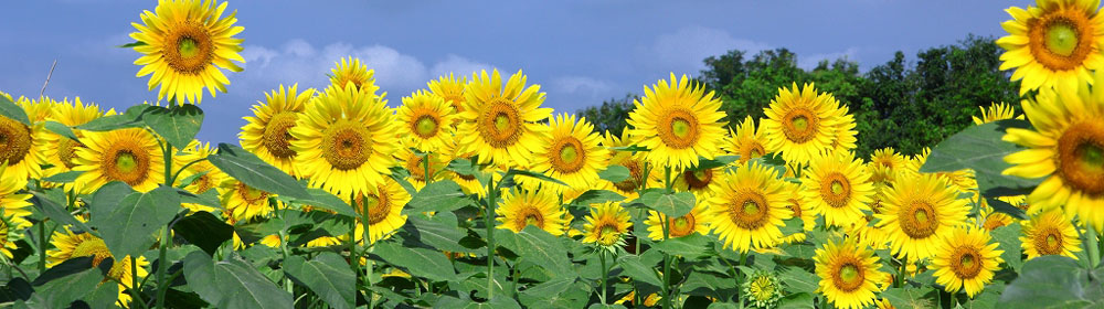 みずまゆきえ　リンク画像